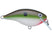Copper Green Shad