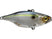 SG Threadfin Shad