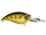 Yellow Perch