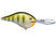 Yellow Perch