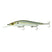 Threadfin Shad